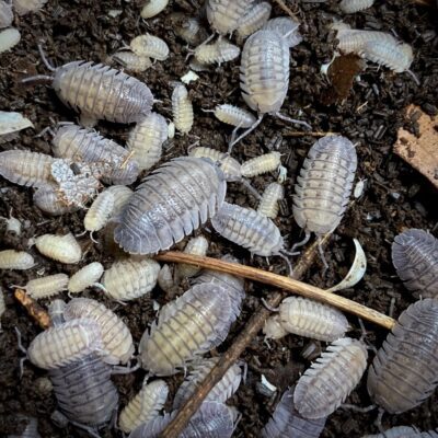 armadillidium peraccae isopod culture