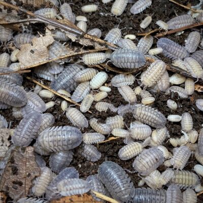 armadillidium peraccae isopods with babies