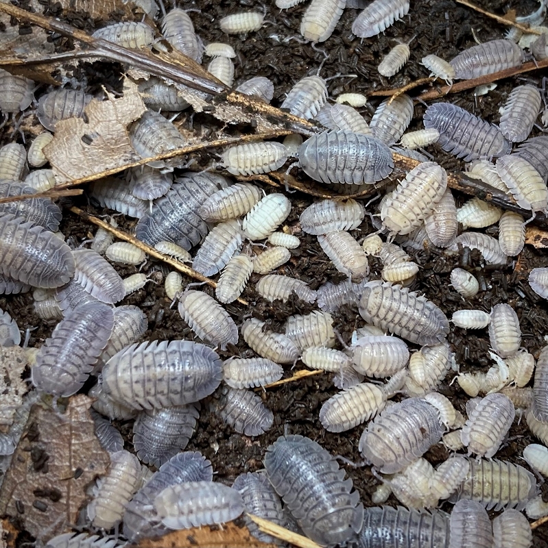 armadillidium peraccae with babies