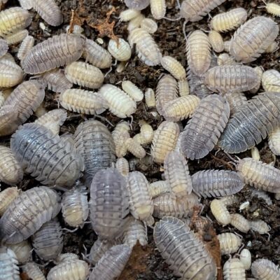 armadillidium peraccae isopods with juveniles