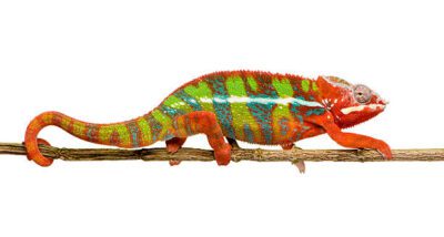 A list of all Reptile Expos in Western Canada