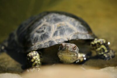 Turtle