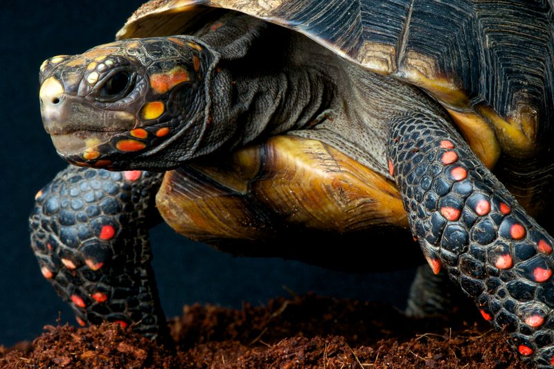 Red Footed Tortoise