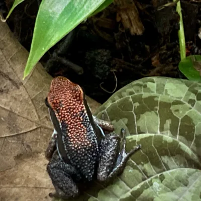 Allobates zaparo scaled