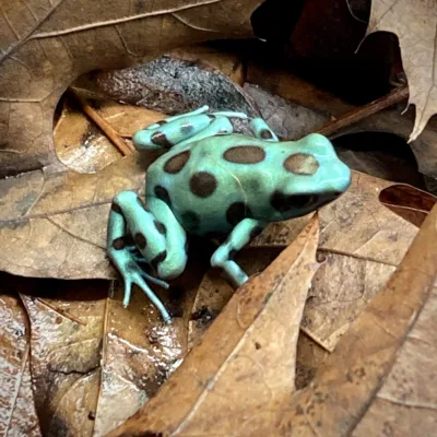 Auratus Microspot scaled