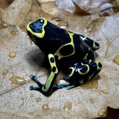 Leucomelas ‘Cerro Autana – Blue Foot scaled