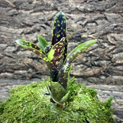 Mini Neoregelia Domino II