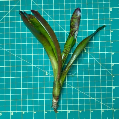 Mini Neoregelia Duck Soup size
