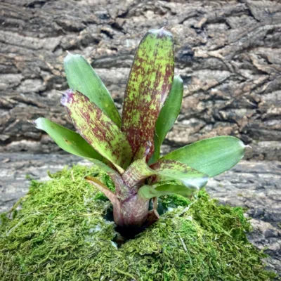 Mini Neoregelia Gene McKenzie