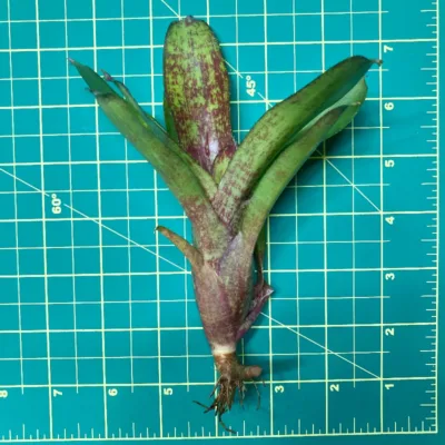 Mini Neoregelia Gene McKenzie size