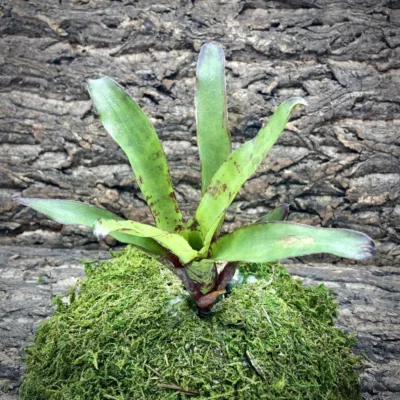 Mini Neoregelia Ghost World