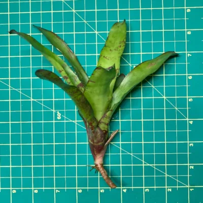 Mini Neoregelia Ghost World size