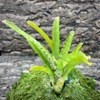 Mini Neoregelia Golden Boy
