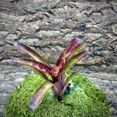 Mini Neoregelia Humbug