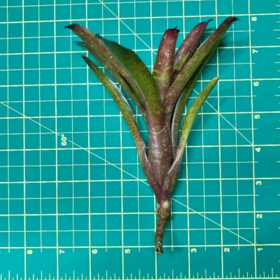 Mini Neoregelia Humbug size