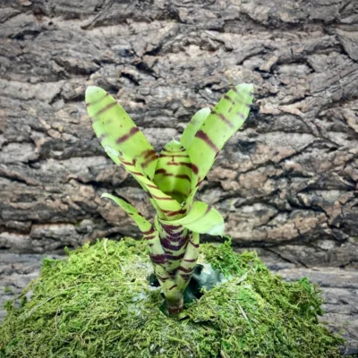 Mini Neoregelia Ignant