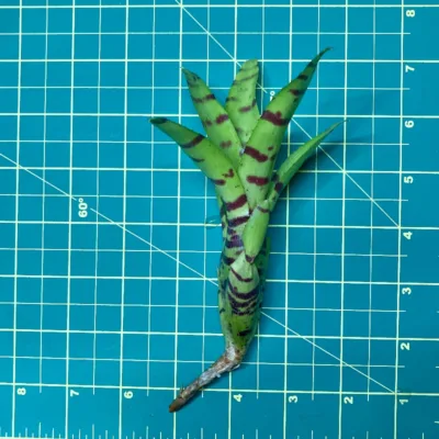 Mini Neoregelia Ignant size