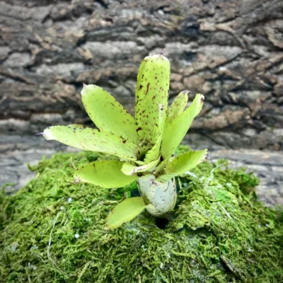 Mini Neoregelia Lilliputiana x Mini Skirt 2