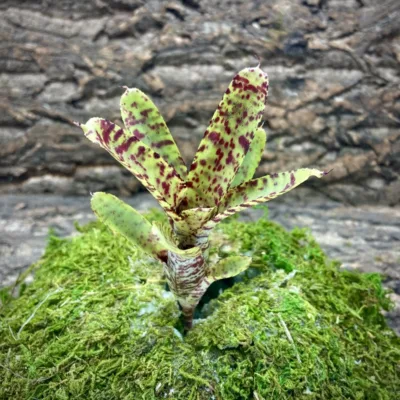 Mini Neoregelia Mini Skirt x Lilliputiana