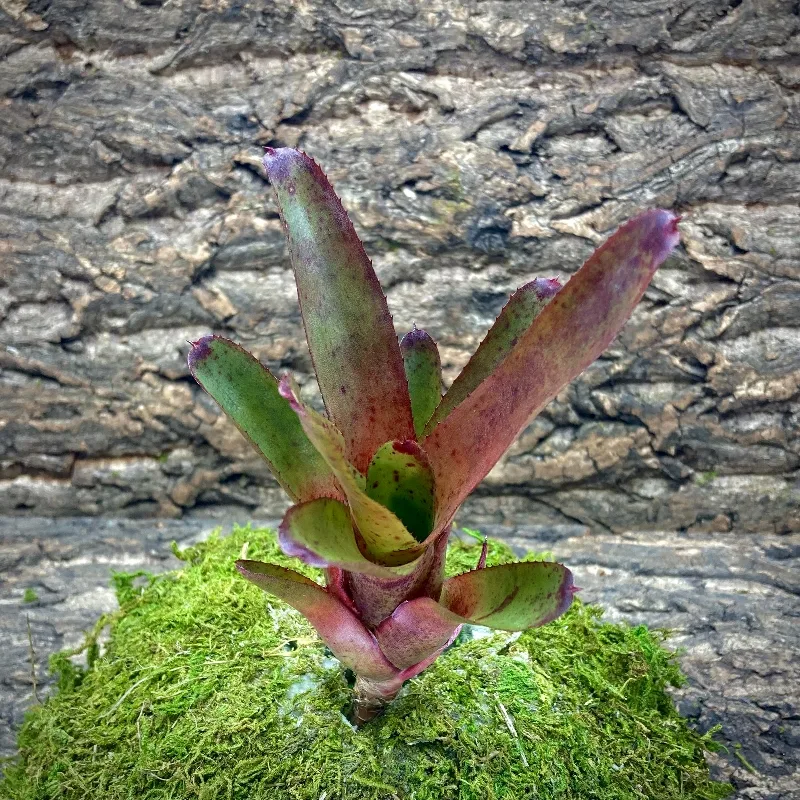 Mini Neoregelia Lilting