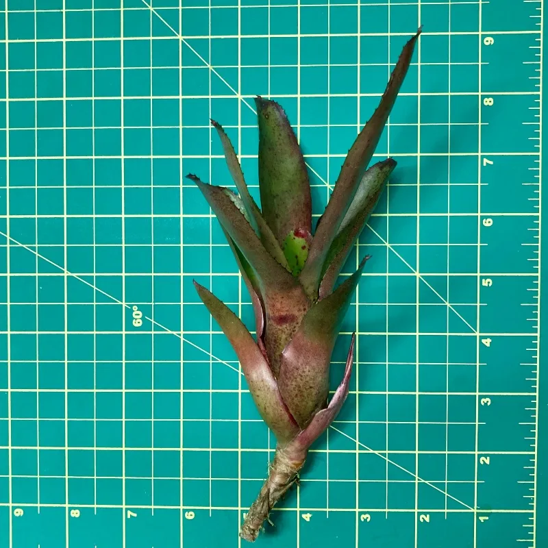 Mini Neoregelia Lilting size