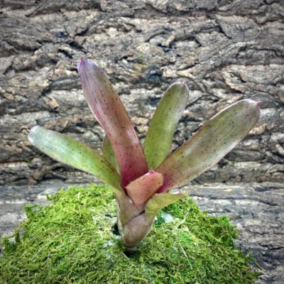 Mini Neoregelia Small Talk