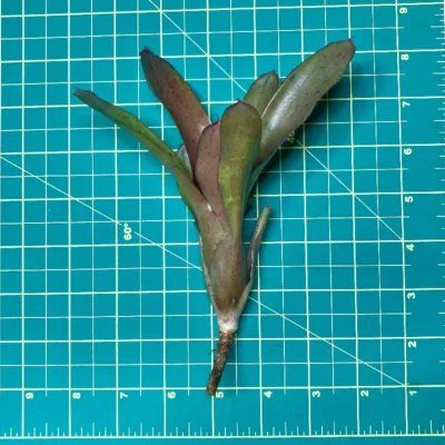 Mini Neoregelia Small Talk Size