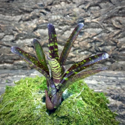 Mini Neoregelia Snickerdoodle