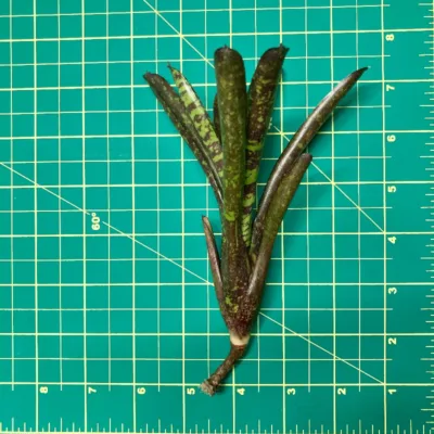 Mini Neoregelia Snickerdoodle size