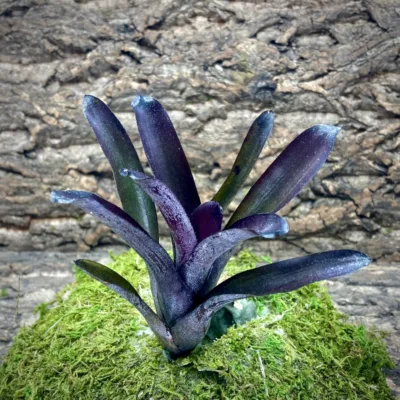 Mini Neoregelia Sooty