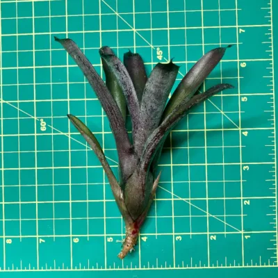 Mini Neoregelia Sooty Size