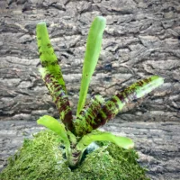 Mini Neoregelia Topsider