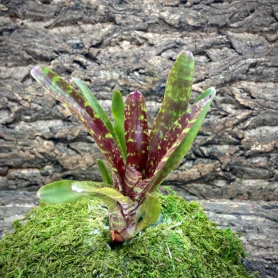 Mini Neoregelia Wild Tiger