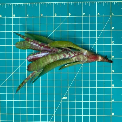 Mini Neoregelia Wild Tiger Size