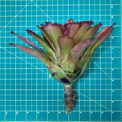 Neoregelia Bromeliad – Flirtation size