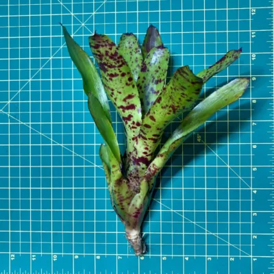 Neoregelia Cranberry Muffin size