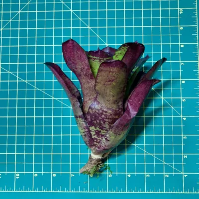 Neoregelia Fireball x Inca size
