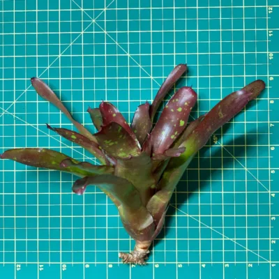 Neoregelia Jucie Fruite size