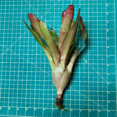 Neoregelia Lilliet x Olens size