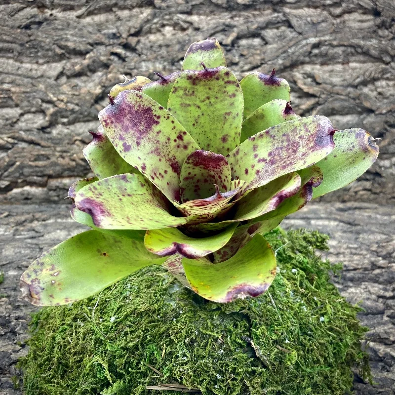 Neoregelia Raspberry Muffin