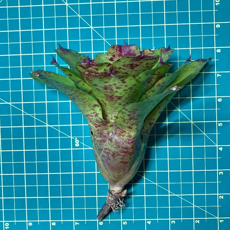 Neoregelia Raspberry Muffin size