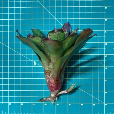 Neoregelia Tweedle Dee size