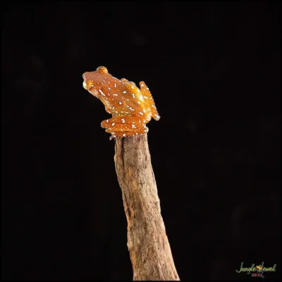 Nyctixalus pictus Cinnamon Tree Frog