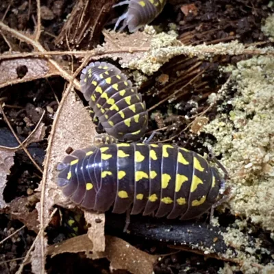 Armadillidium gestroi AKA Gold Spot Isopod