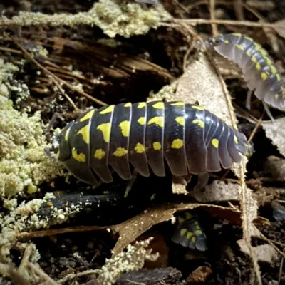 Armadillidium gestroi side view