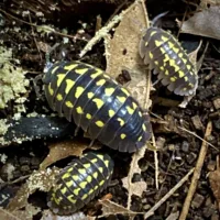 Armadillidium gestroi with babies