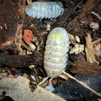 Armadillidium vulgare Magic Potion Isopods