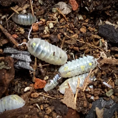 Armadillidium vulgare Magic Potion group