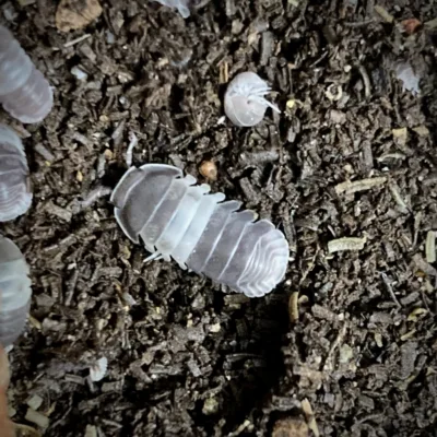 Cubaris sp. Panda King Isopod