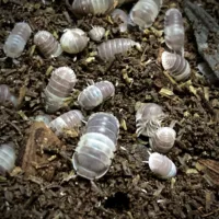 Cubaris sp. Panda King Isopods Group